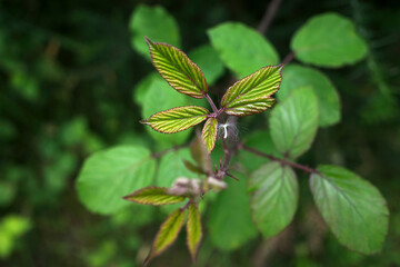 Vegetation in an urban forest