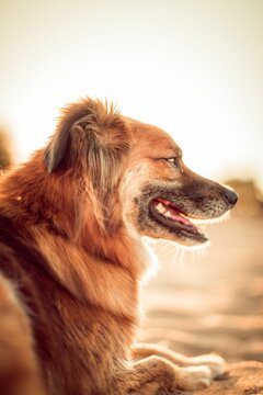 Side shot of a brown Basque Shepherd Dog against a sun