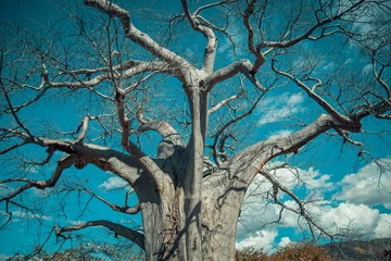 Rolgordijnen Beautiful shot of a dry Baobab tree in Lake Malawi, South Africa © Stevensonstudio/Wirestock Creators