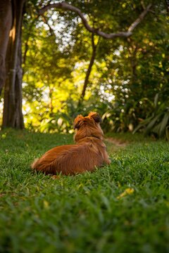 Vertical beautiful shot of a Basque Shepherd Dog laying on the green grass in the forest