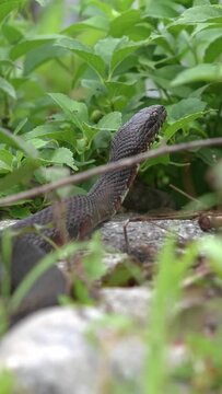 Water snake is hiding in graas in sunny day