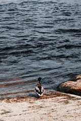 Closeup of a mallard duck at the shore of Limerick, Munster, Ireland