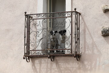 Two Black and White Dogs Looking From an Iron Balcony in Central Italy