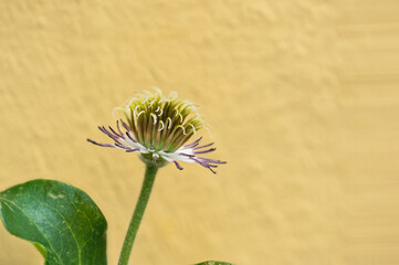 Stockrose Blütenstempel seitlich vor gelber Wand