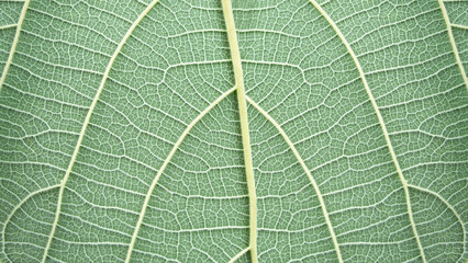 Nice green leaf to reveal vein details.