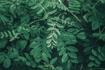 Abstract green leaves of rose hip background. Natural dog-rose textured foliage. Dark toned canker...