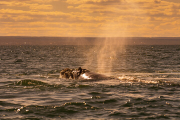Fototapeta premium Sohutern right whale breathing in the surface, Peninsula Valdes, Unesco World Heritage Site, Patagonia,Argentina