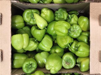Stock photo of a large cardboard box with a bunch of bell peppers. Sweet green pepper, a healthy vegetable for vegan and diet food on the shelves in the grocery store. For design, print, background