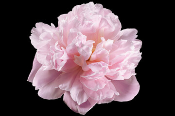 Pink peony flower