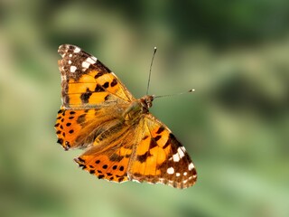 Closeup of a Painted lady (Vanessa cardui) butterfly isolated on a blurred background
