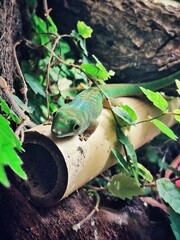 Vertical shot of a green lizard on a bamboo surface on the ground