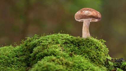 mushroom growing in a mossy forest  background.