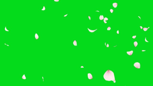 Cherry Blossom Petals Falling on a green background. Valentine's day and wedding concept animation. Key color, chrome key, 4K video