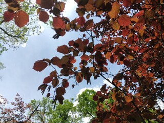 Corylus avellana purpurea and the blue sky