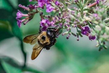 Selective focus shot of a bee sipping nectar from the purple flowers in the meadow