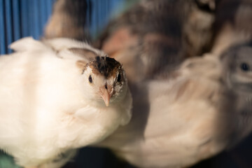 A group of Coturnix lived on a breeding farm, waited for the right time to sell.
