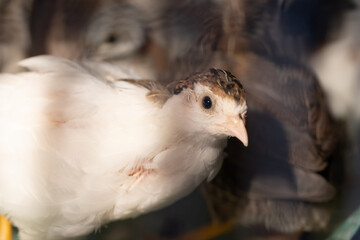 A group of Coturnix lived on a breeding farm, waited for the right time to sell.