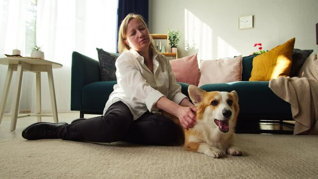Woman petting corgi dog close-up. Handler strocking her golden puppy in living room. Happy domestic animal lying on floor at home. Pembroke welsh corgi relaxing. 