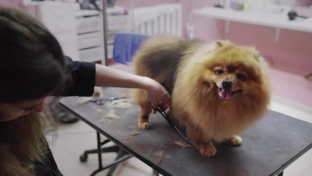 Close-up of a girl cutting a Pomeranian pomeranian in a beauty salon for dogs. Take care of pets
