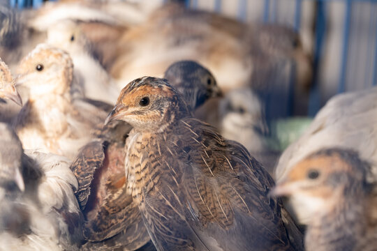 A group of Coturnix lived on a breeding farm, waited for the right time to sell.