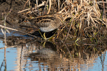 Bécassine des marais, .Gallinago gallinago, Common Snipe