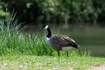 Bernache du Canada,. Branta canadensis, Canada Goose