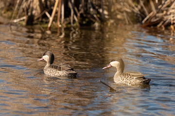Canard à bec rouge, .Anas erythrorhyncha, Red billed Teal
