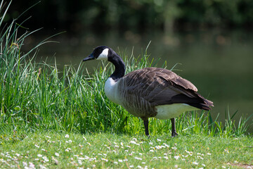 Bernache du Canada,.. Branta canadensis, Canada Goose