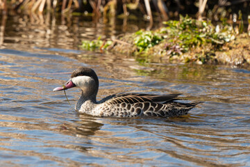 Canard à bec rouge, .Anas erythrorhyncha, Red billed Teal