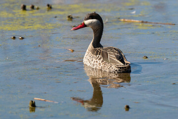 Fototapeta premium Canard à bec rouge, .Anas erythrorhyncha, Red billed Teal