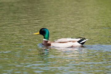 Canard colvert,.. Anas platyrhynchos, Mallard