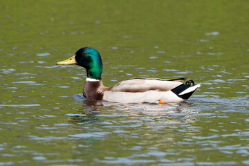Canard colvert,.. Anas platyrhynchos, Mallard