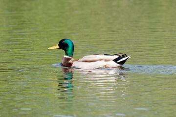 Obraz premium Canard colvert,. Anas platyrhynchos, Mallard