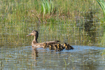Canard colvert,.Anas platyrhynchos, Mallard,