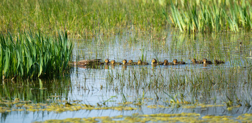 Canard colvert,.Anas platyrhynchos, Mallard,