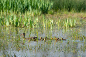 Canard colvert,.Anas platyrhynchos, Mallard,