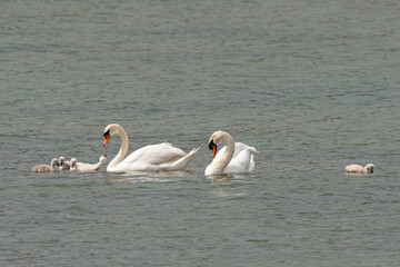 Cygne tuberculé, .Cygnus olor, Mute Swan