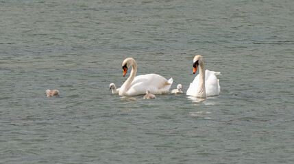 Cygne tubercul&eacute;, .Cygnus olor, Mute Swan