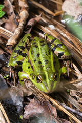 Grenouille verte, Pelophylax kl. esculentus, rana esculenta