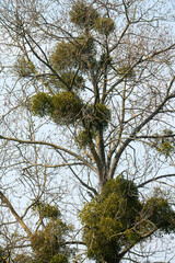 Gui, Viscum album,