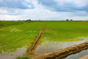 View of the rice fields in June at the mouth of the Ebro River, when the landscape turns into a blanket of green. Ebro Delta, Catalonia, Spain