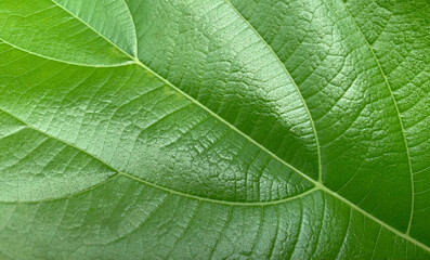 Fototapeta premium Green leaves background, Leaf texture