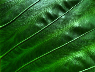 Green leaves background, Leaf texture