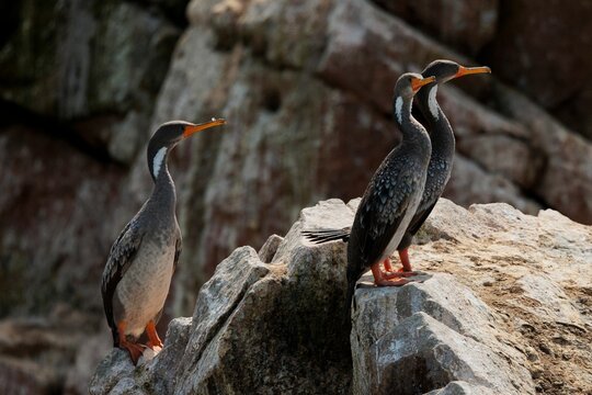 Closeup shot of gray Cormorant bird species standing on rocks on a coast in Paracas, Peru