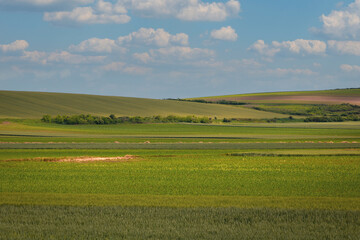 Fototapeta premium Beautiful grass field with blue sky in nature
