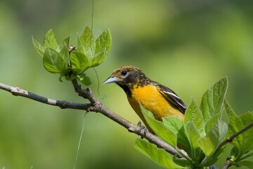 Cute yellow and black Baltimore Oriole trying to untangle fishing line on twig