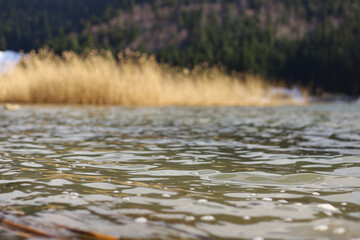 water flowing in the forest