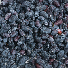 Bunch of fresh blue honeysuckle. Blue fresh berry honeysuckle