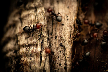 Ants working together on wood