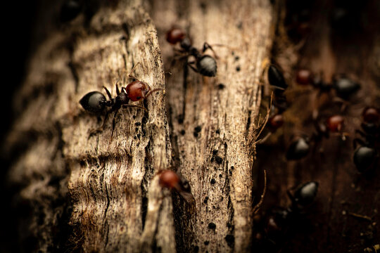 Ants Working Together On Wood